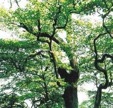 活化石[生物學術語]