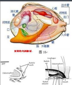 開管式循環系統