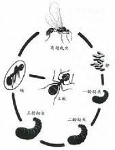 蟻后生長過程