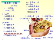 十二指腸的分部