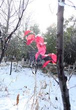 弶港鎮雪景高清組圖4