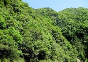 臨川大崗珠山