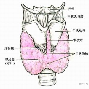 淡漠型甲亢