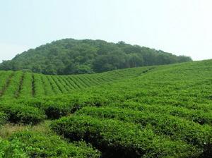 鎮江寶華山國家森林公園