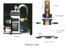 基因槍法