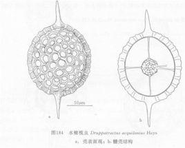 水橄欖蟲