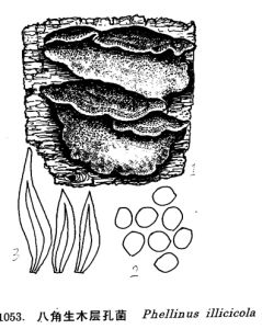 八角生木層孔菌