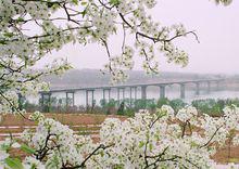 平陸黃河公路大橋