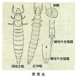 原尾目