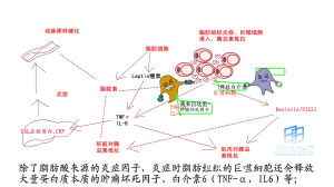 白介素6的來源