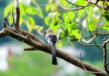 鳩鳥精選圖