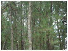 小松林自然村生態林