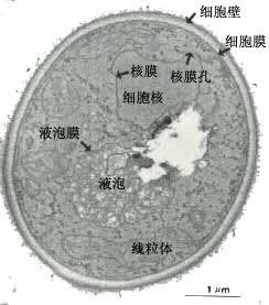 開放閱讀框