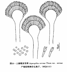 土麴黴原變種