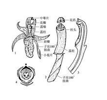 花圖式