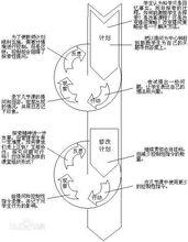 行動研究法-環節