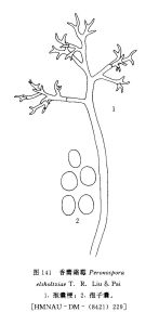 香薷霜霉