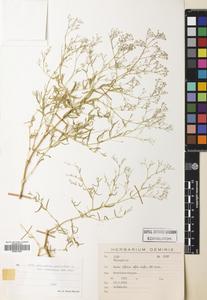 Gypsophilapaniculatavar.araratica於英國邱園保存的標本