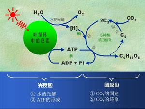 光合作用