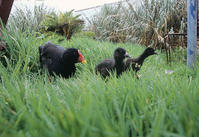 （圖）果夫島黑水雞