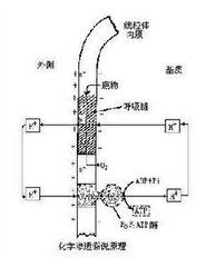 化學分異假說