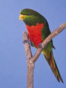 翠綠吸蜜鸚鵡指名亞種