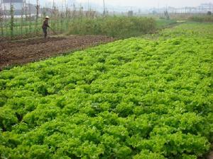 （圖）蔬菜種植業