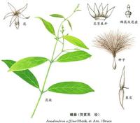 代表植物: 鱔藤