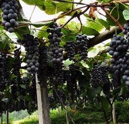 麥黃葡萄 麥黃葡萄