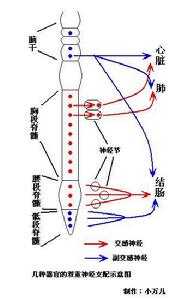 植物性神經調節