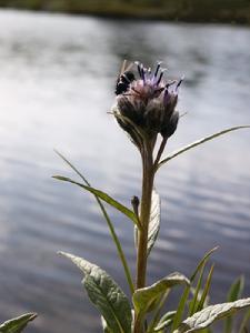 中間風毛菊