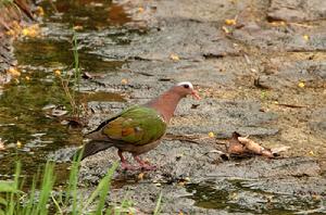 （圖）綠翅金鳩