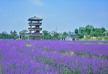 杭州灣海上花田