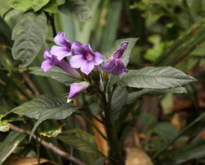 瘦叉柱花