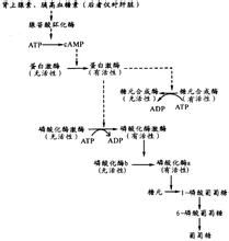 胰高血糖素