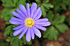 Anemone blanda Blue Shades.jpg