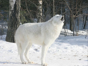 Arctic wolf