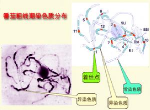 染色體濃縮