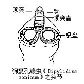 頂突