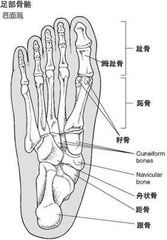 跖趾關節