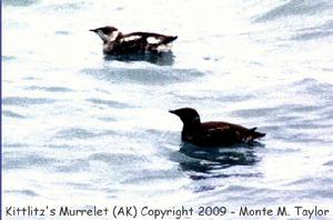 Kittlitz's Murrelet