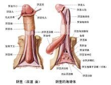 陰莖海綿體