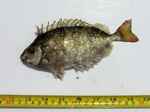 藍刺子魚