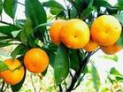 （圖）衢州柑橘