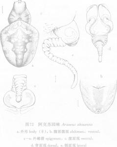 阿克蘇園蛛