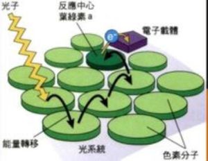 反應中心色素