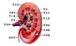 隱匿型腎炎