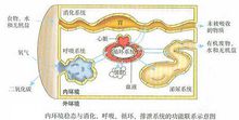 內環境穩態與人體生理關係