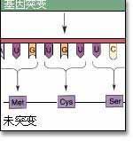 基因外突變