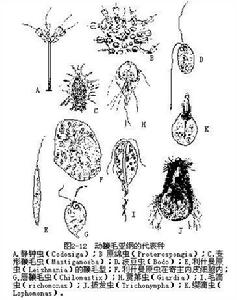 領鞭毛目